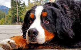 dog 5